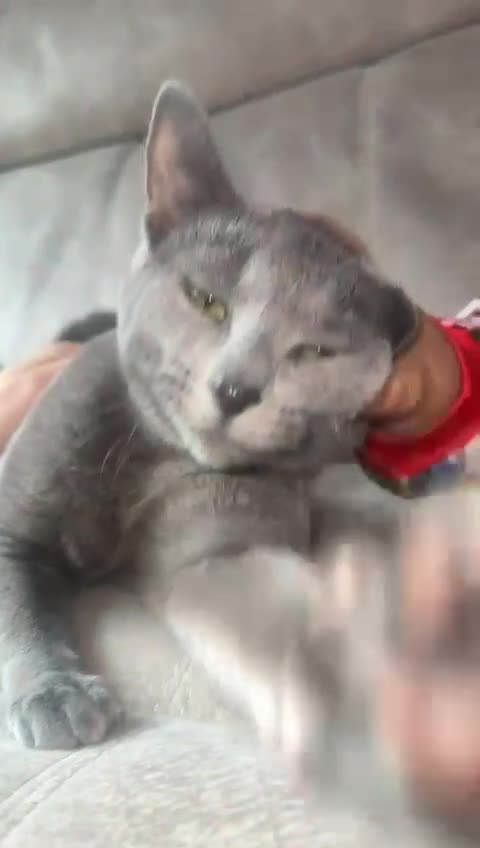 Russian Blue cats for sale: TICA active registered Pedigree Russian Blue Boy - Video 1