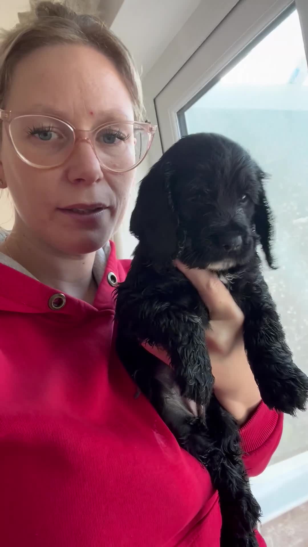 Cocker Spaniel dogs for sale: 4 stunning girl show cocker spaniels - Video 1