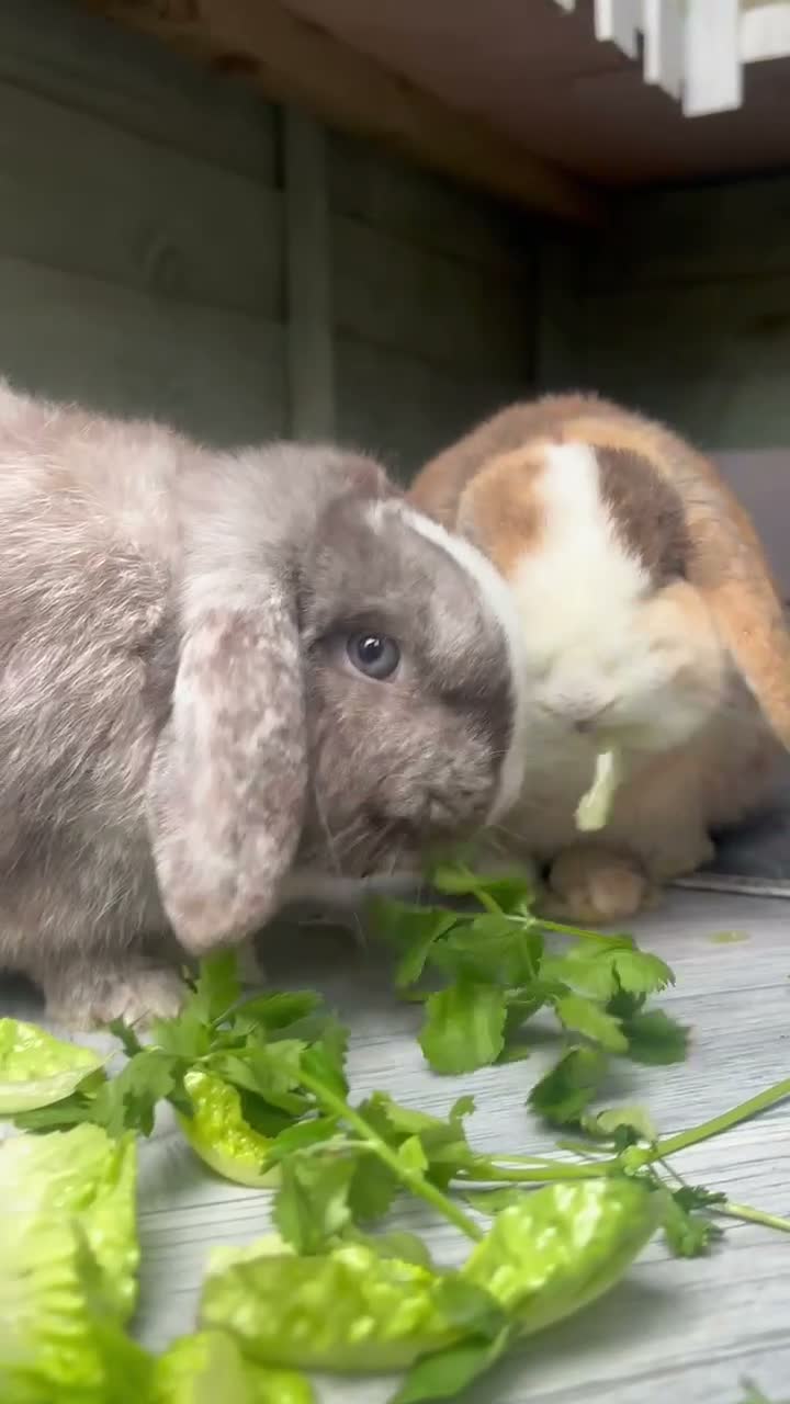 Mini Lop rabbits for sale: Baby brothers  in Penicuik - Video 1