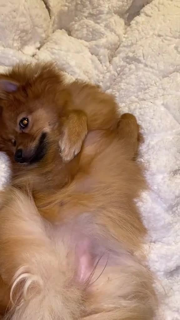 German Spitz dogs for sale: German spitz (still available 🤍) - Video 4