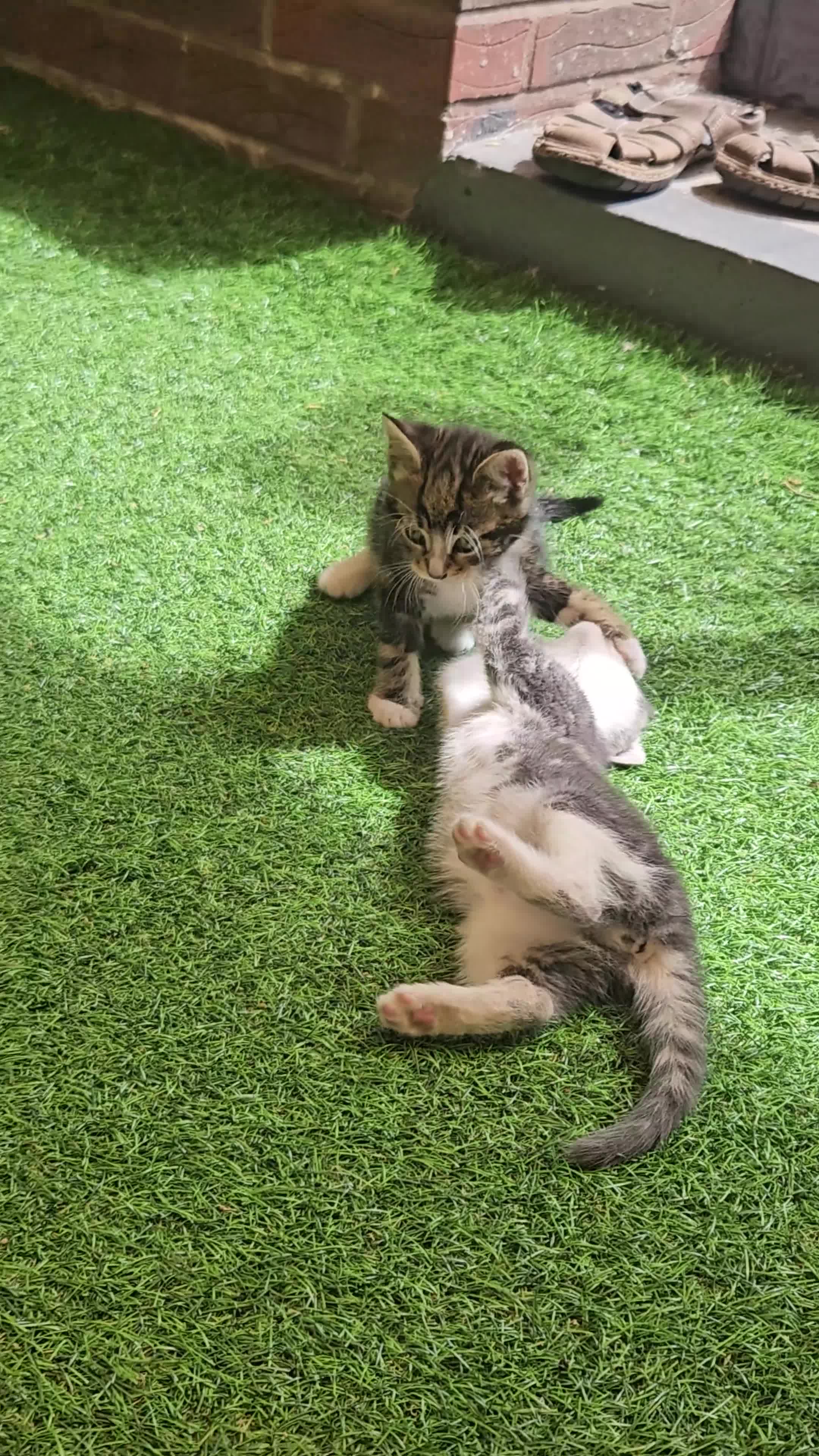 Mixed Breed cats for sale: 4 Kittens + 1 young cat - Video 2