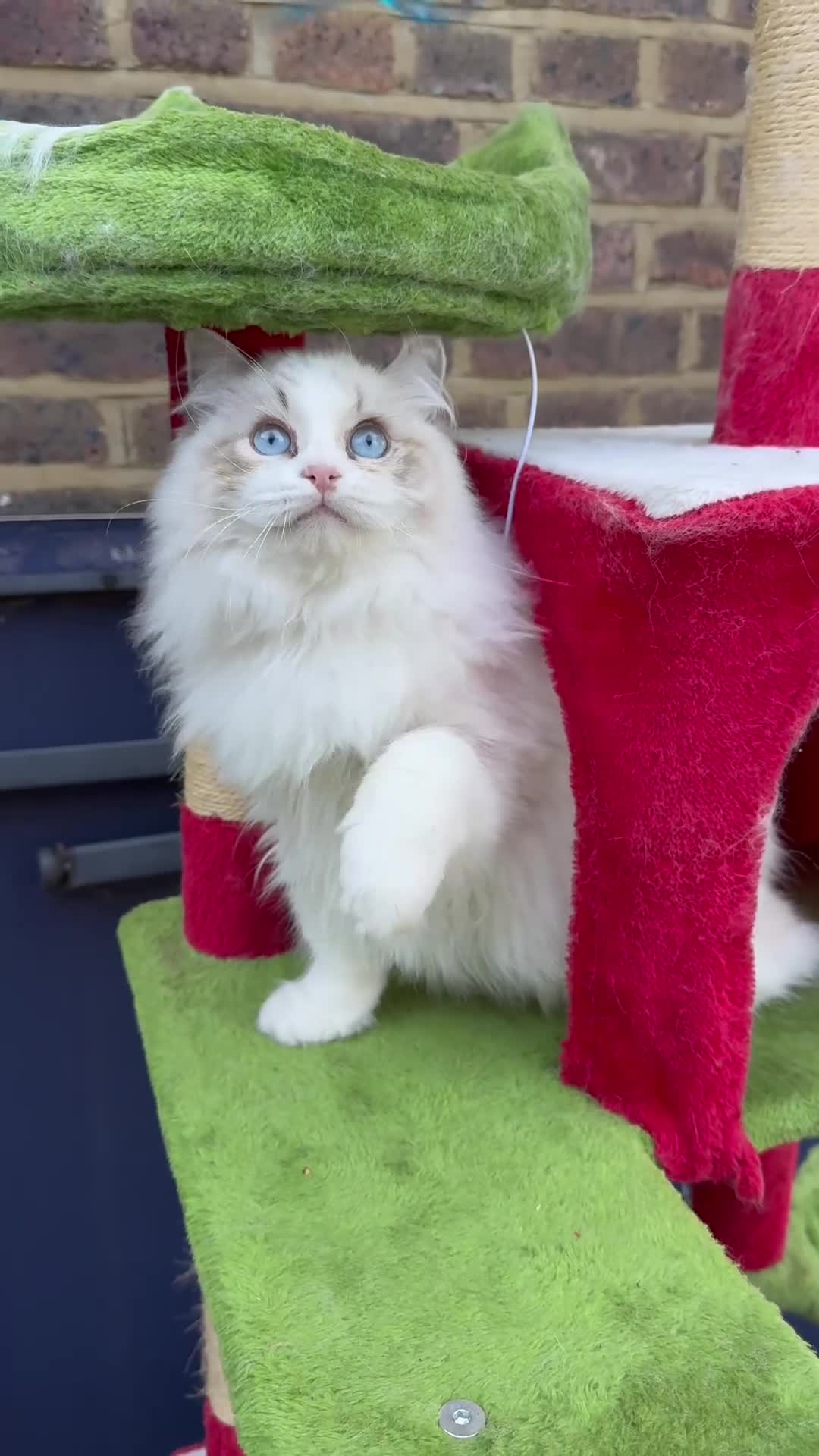 Ragdoll cats for sale: TICA registered Beautiful EU Ragdoll!  - Video 1