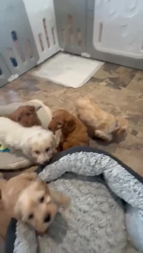 Cockapoo dogs for sale: COCKAPOO Puppies (Small Breed) - Video 1