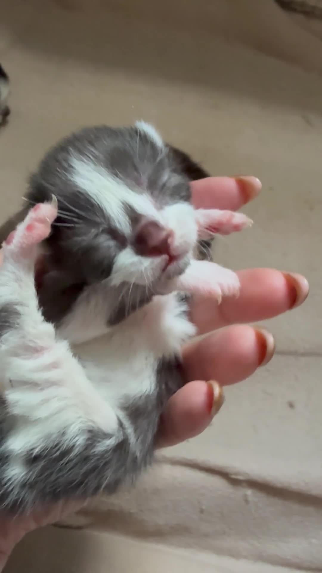 Norwegian Forest Cat cats for sale: 4 super loving fluffy kitties  - Video 2