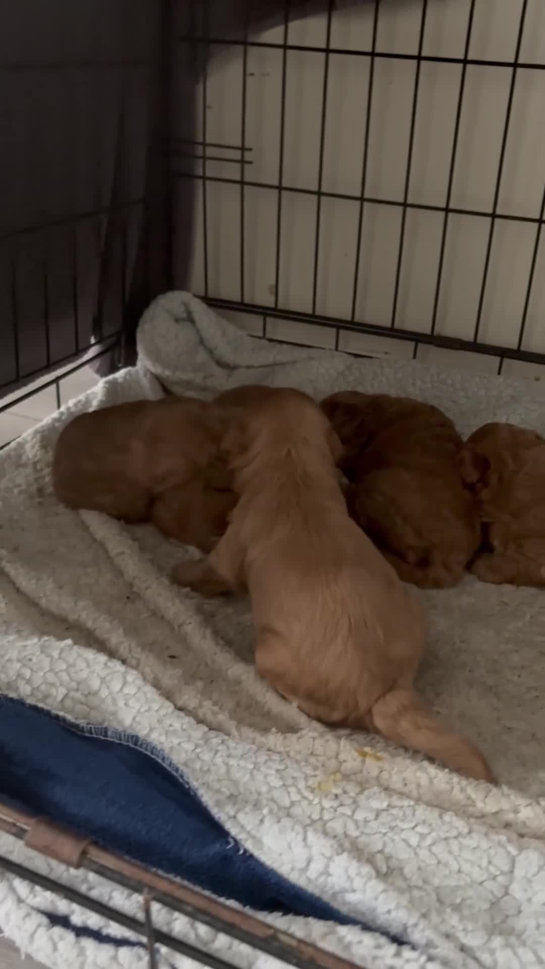 Poochon dogs for sale: Beautiful pups looking for their forever home  - Video 1