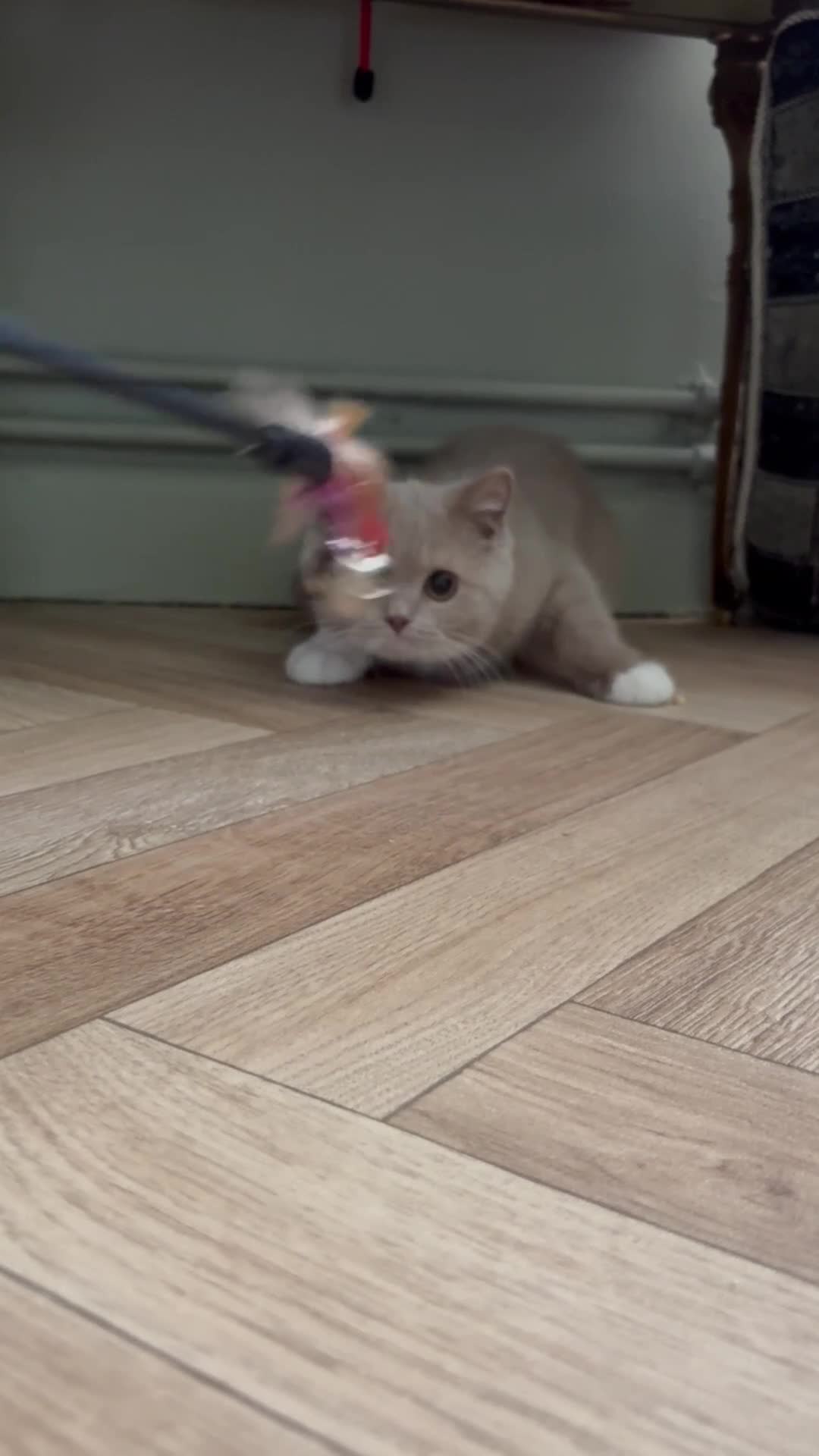 British Shorthair cats for sale: GCCF & TICA REG Fawn and white male - Video 2