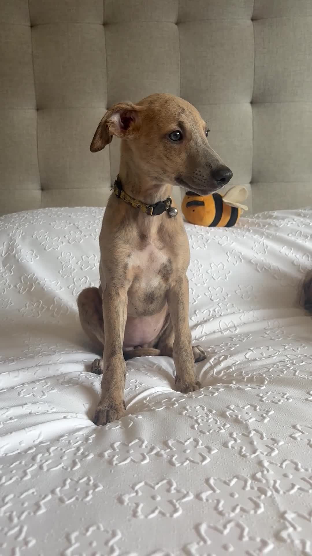 Whippet dogs for sale: Beautiful KC Registered Whippets  - Video 3