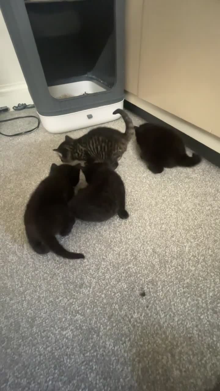 Mixed Breed cats for sale: 2 Kittens Left - Video 1