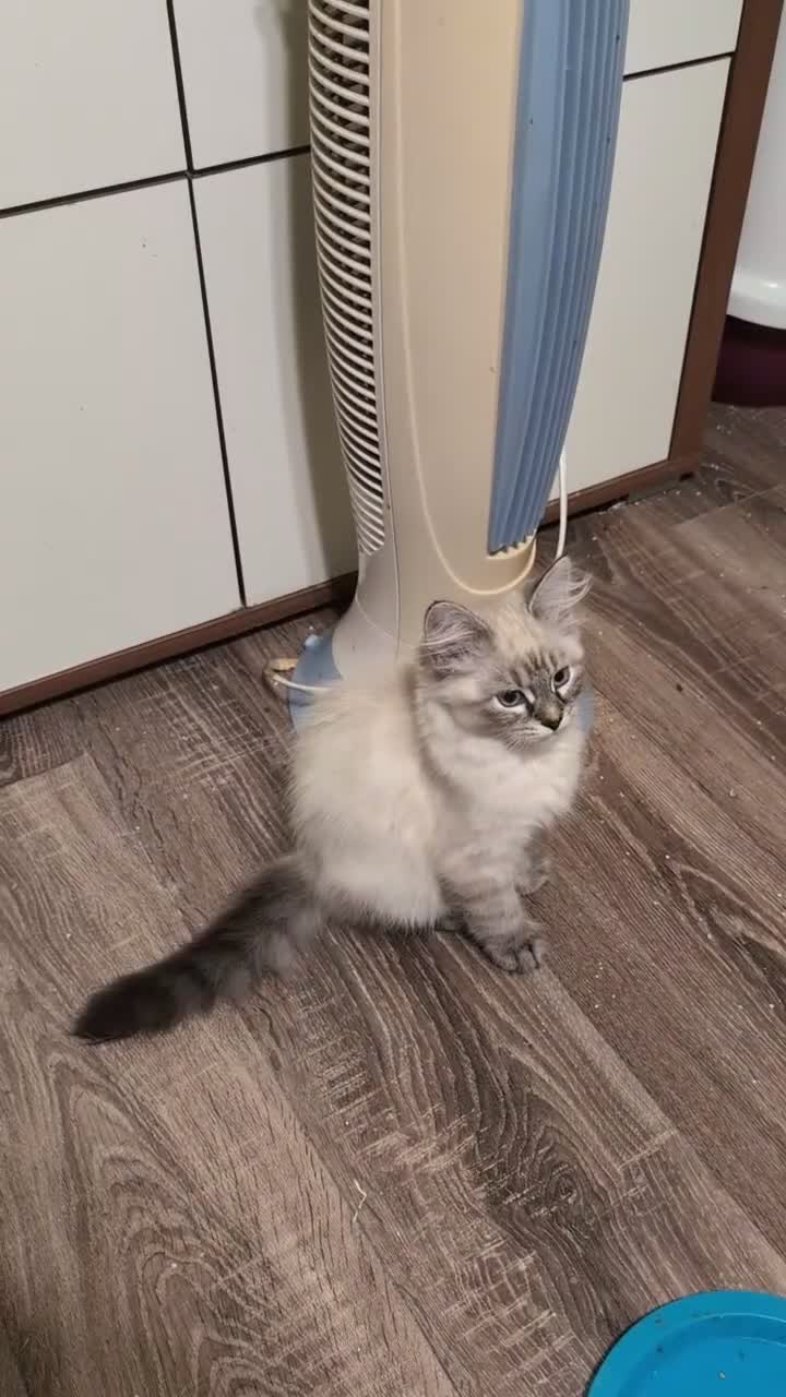 Siberian cats for sale: Siberian kitten  - Video 1