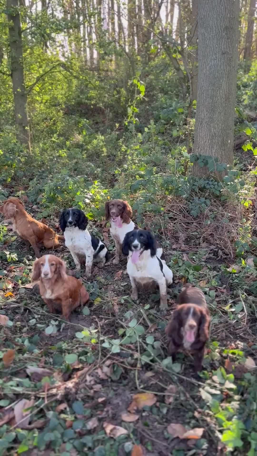 English Springer Spaniel dogs for stud: Elishade Misty Horizon (Dipper) - Video 2