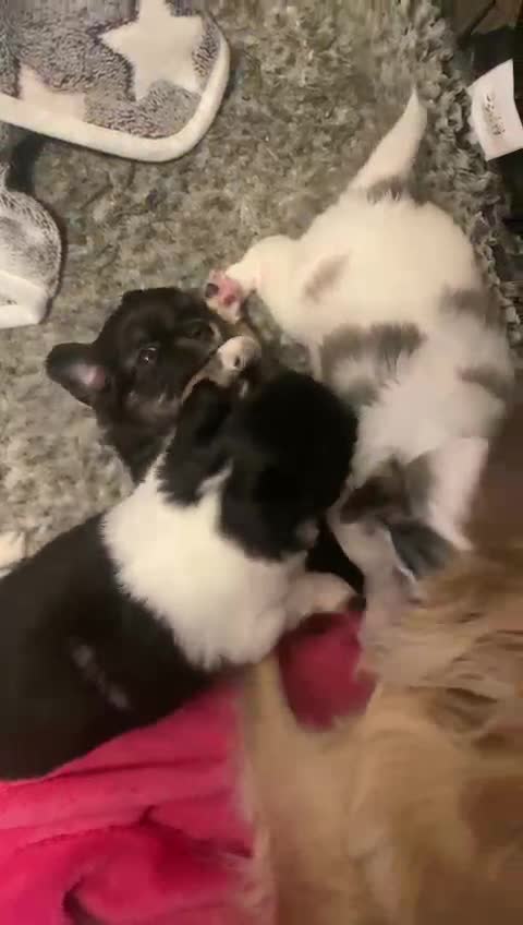 Chihuahua dogs for stud: STUD: Gorgeous White Long Coat Chihuahua  in Aldershot - Video 3