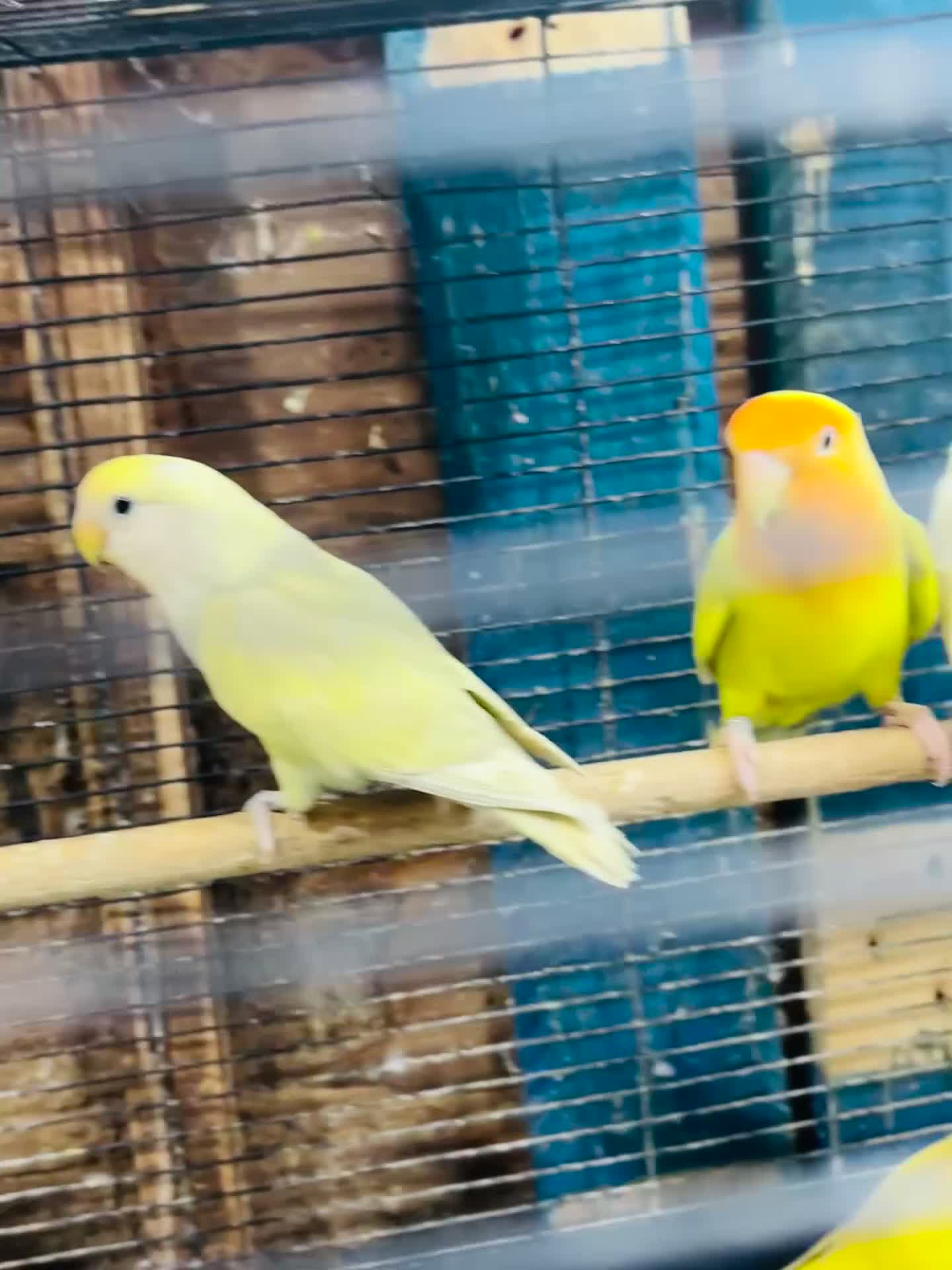 Lovebirds birds for sale: Lutino/pied peach face lovebirds for sale  - Video 1