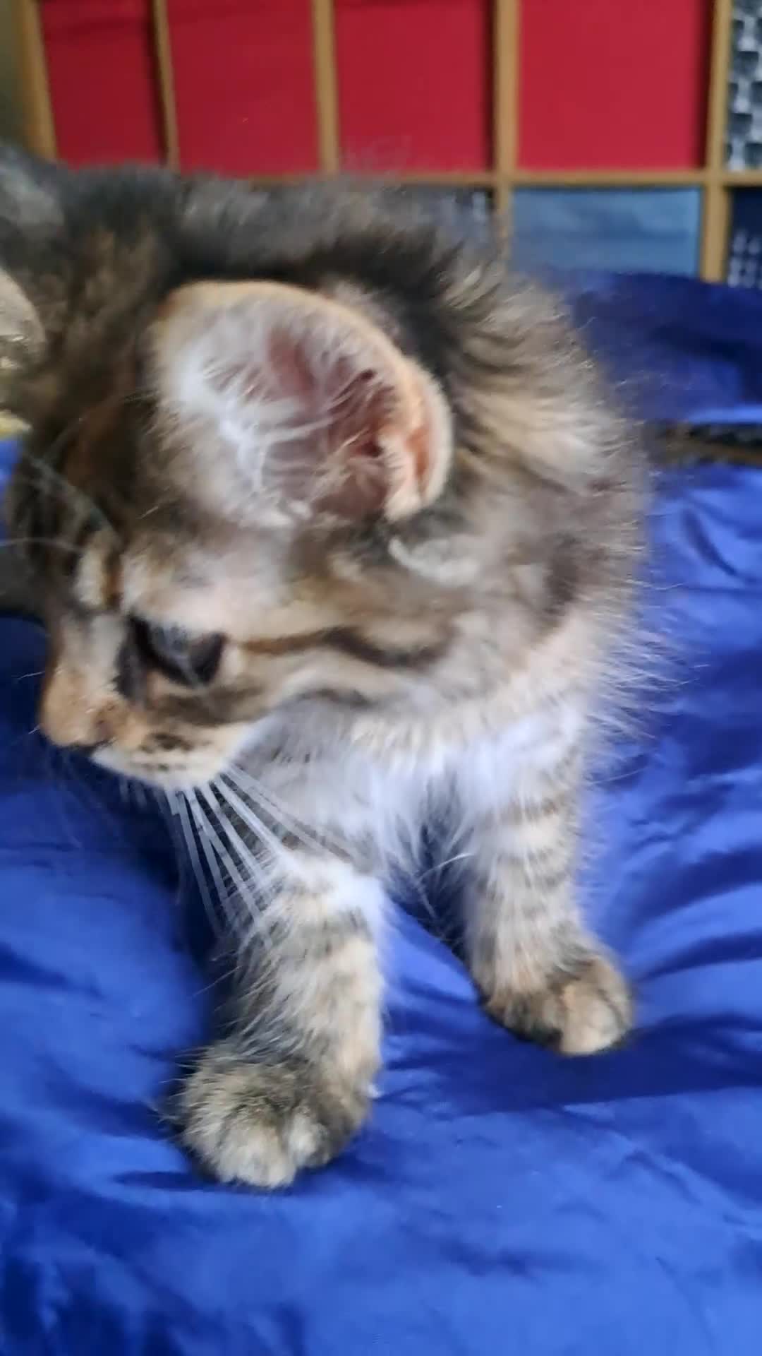 Maine Coon cats for sale: Maine Coon Kittens for Sale - Video 1