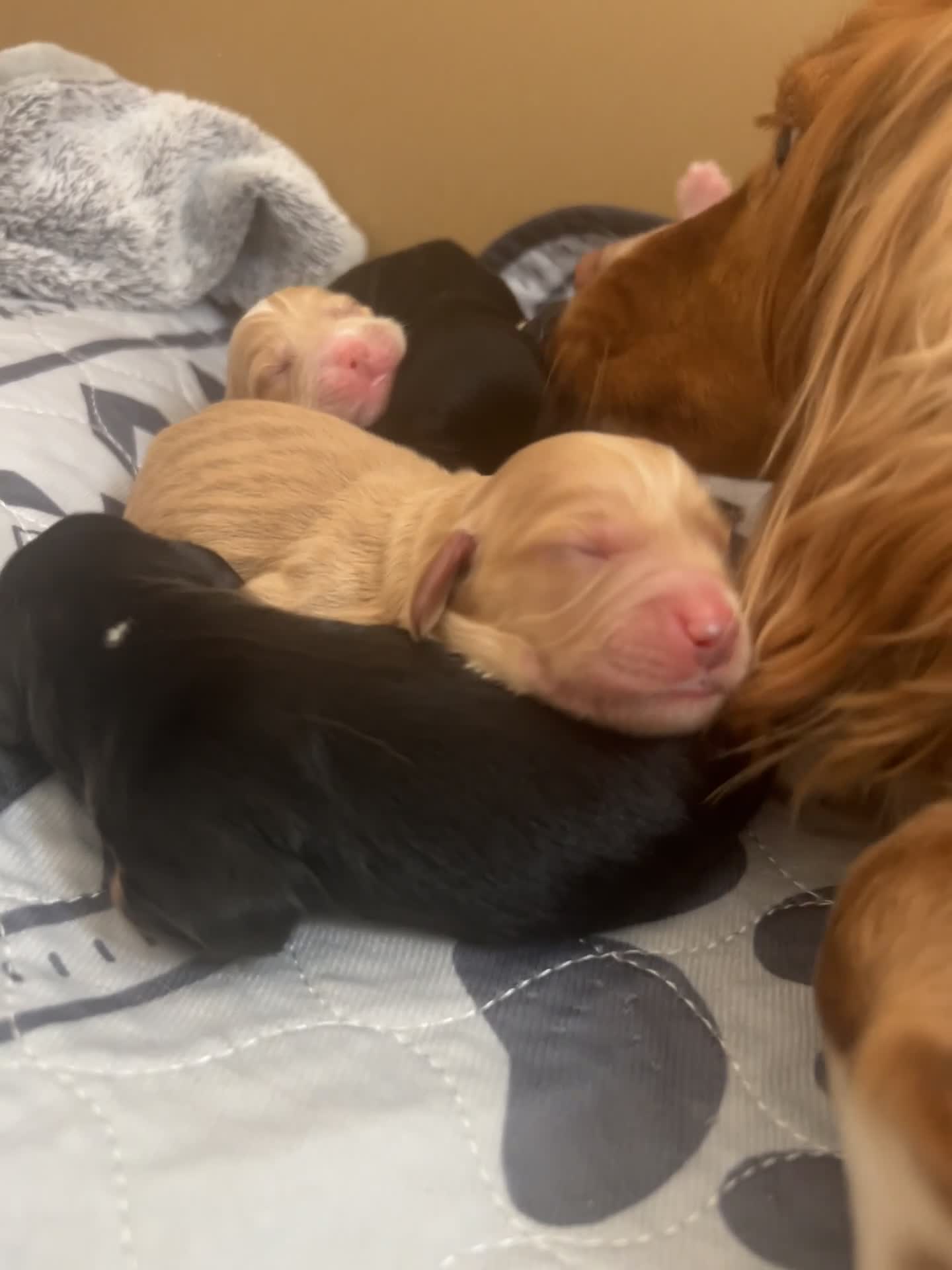 Cockapoo dogs for sale: Cockapoo puppies for sale in Hereford - Video 3