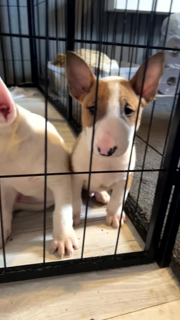 English Bull Terrier dogs for sale: 2 BOYS AVAILABLE KC REGISTERED  - Video 1
