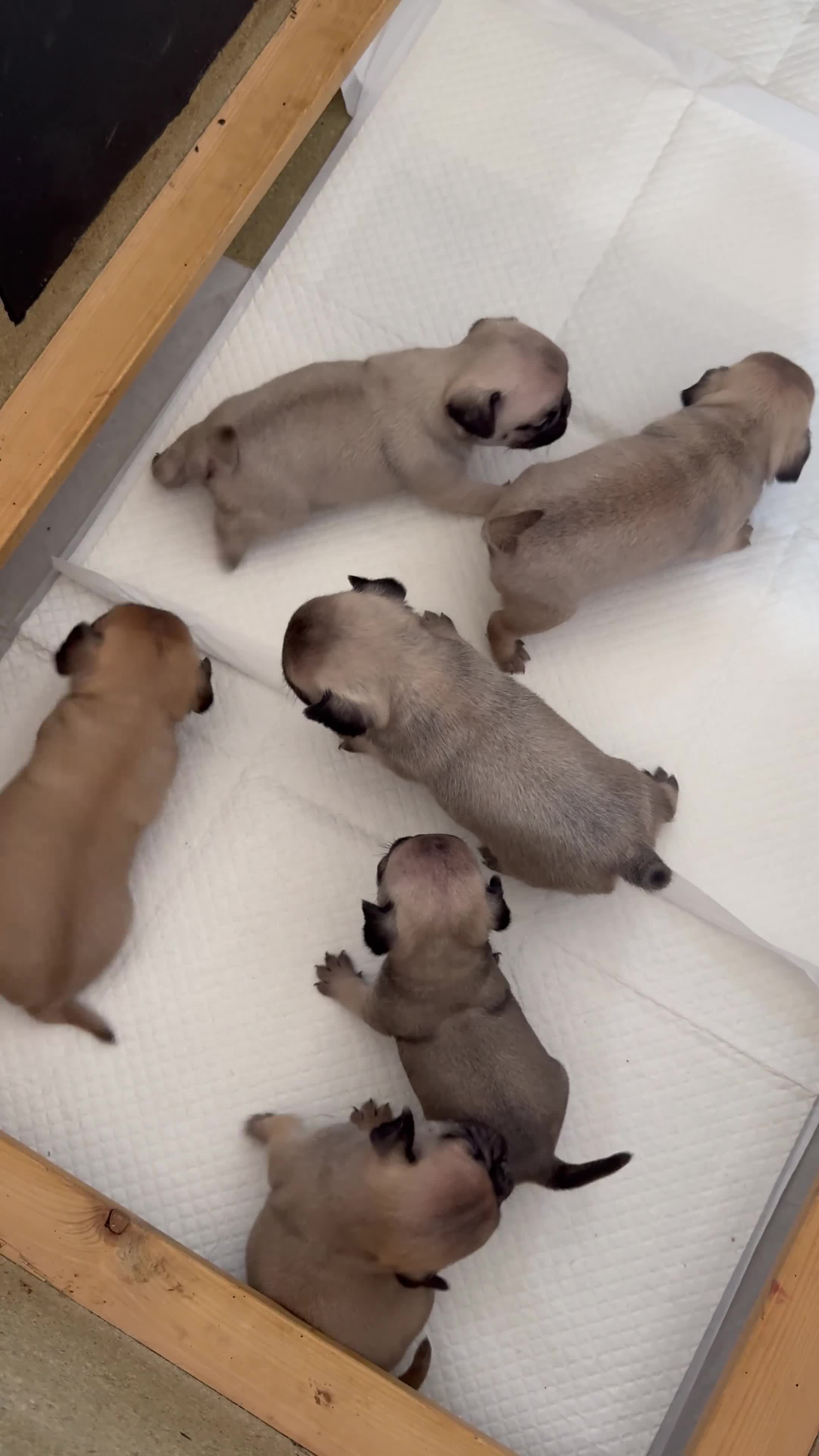 Pug dogs for sale: 🌟Kc registered pedigree pug puppies.🌟 - Video 1