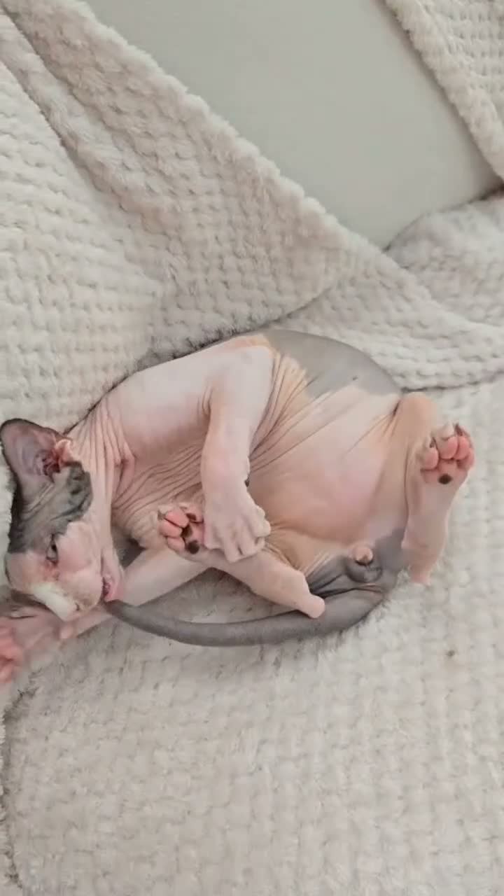 Sphynx cats for sale: Amaizing blue eye TICA & GCCF Sphynx Boy  🩷 - Video 2