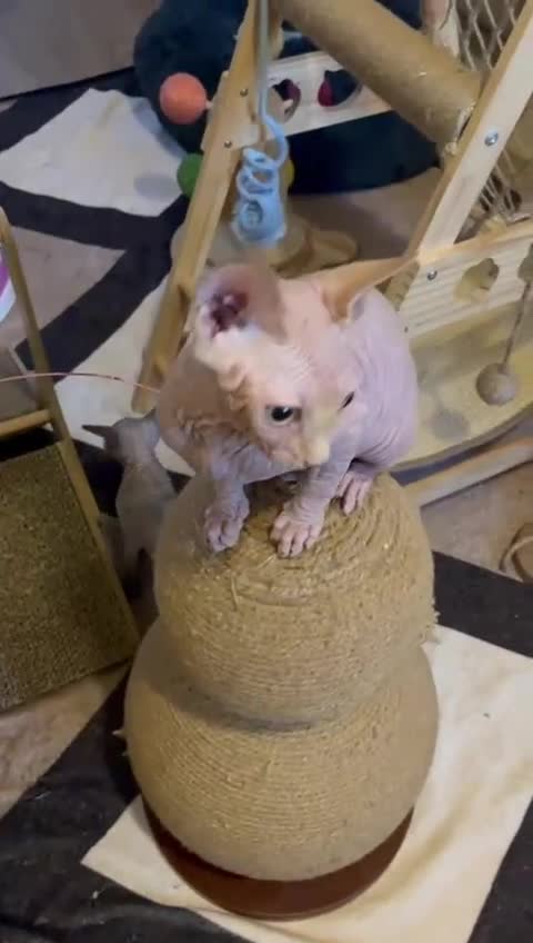 Sphynx cats for sale: 5 Adorable Sphynx Kittens for sale! - Video 1