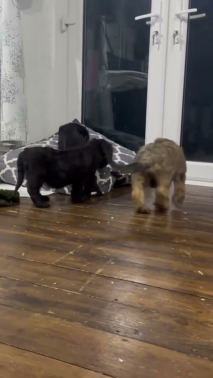 Briard dogs for sale: Beautiful pedigree Briards pups - Video 1