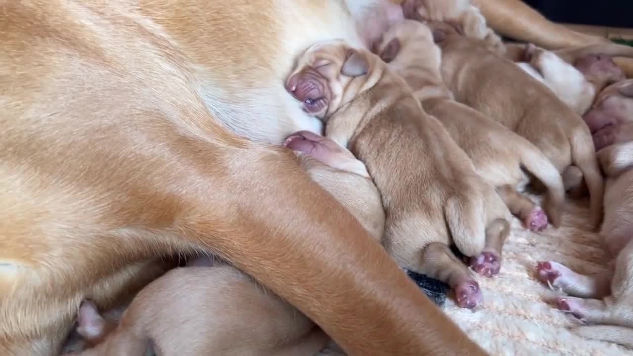Goldador dogs for sale: Beautiful fox red Labrador/retriever pups - Video 1