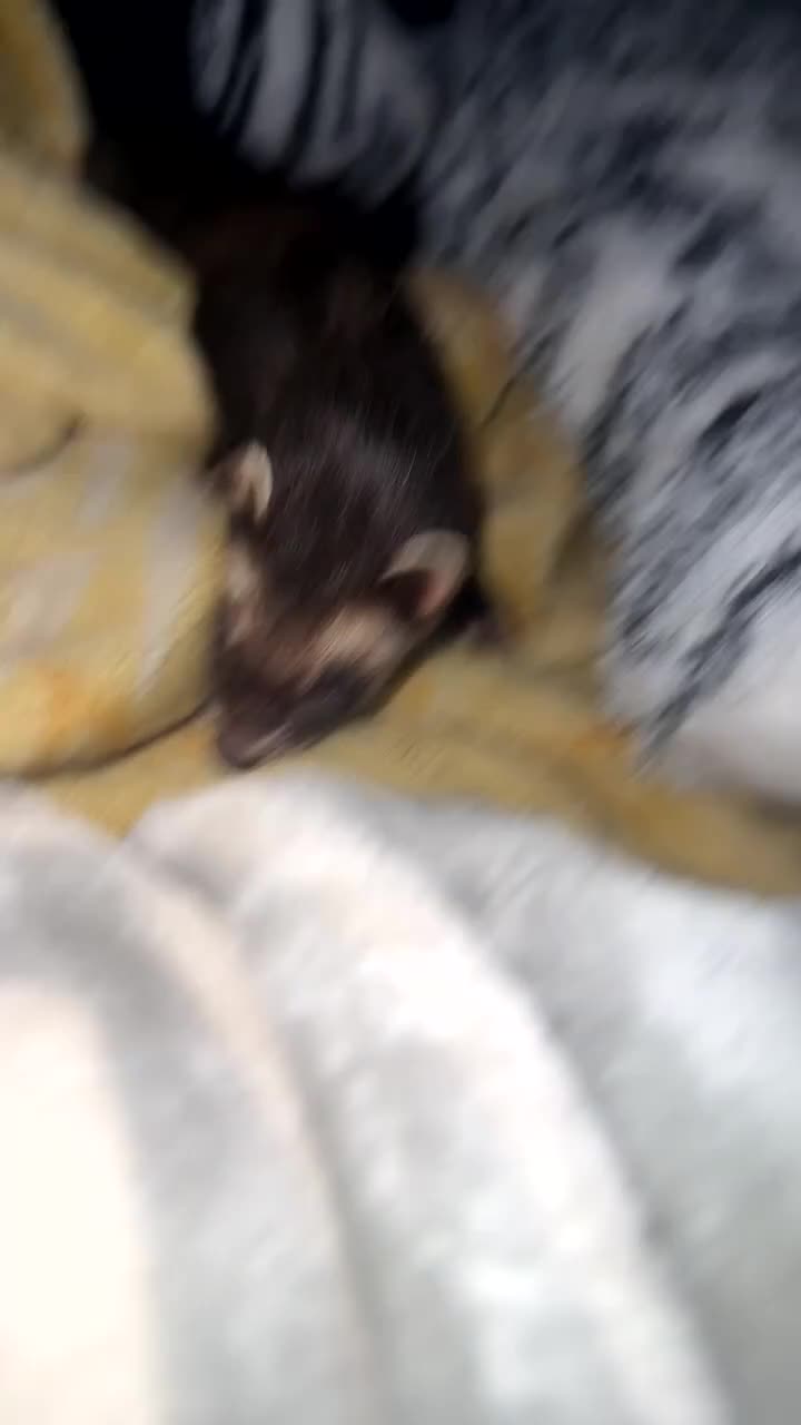 Ferret rodents for sale: evie the ferret  - Video 1