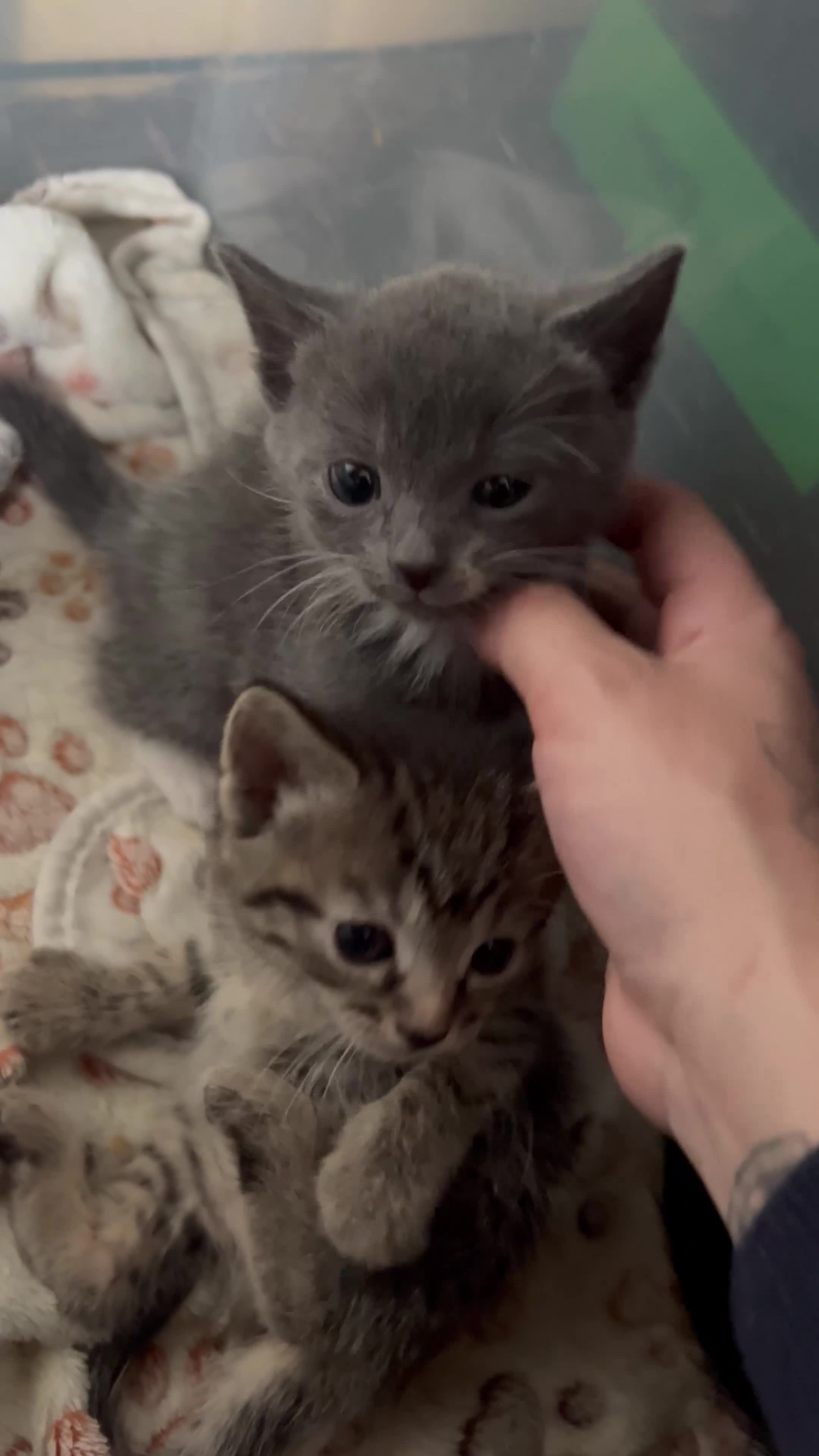 Mixed Breed cats for sale: cute kittens looking for new home  - Video 1