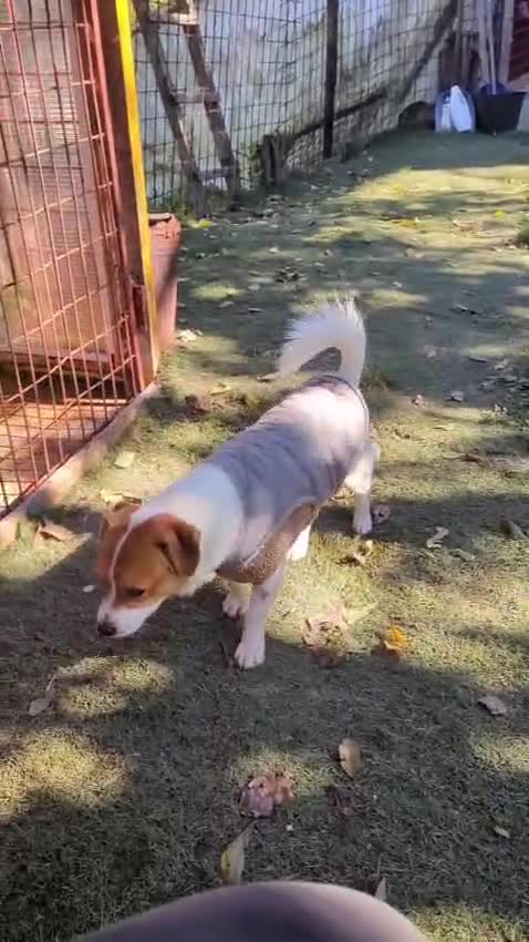 Mixed Breed dogs for adoption: STORM - Video 2