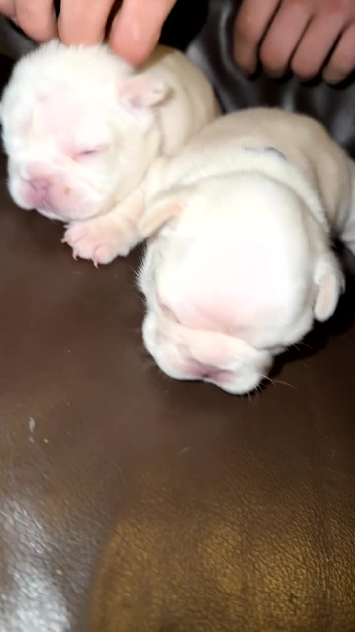 French Bulldog dogs for sale: Full fluffy new shade Isabella and tan platinum  - Video 1