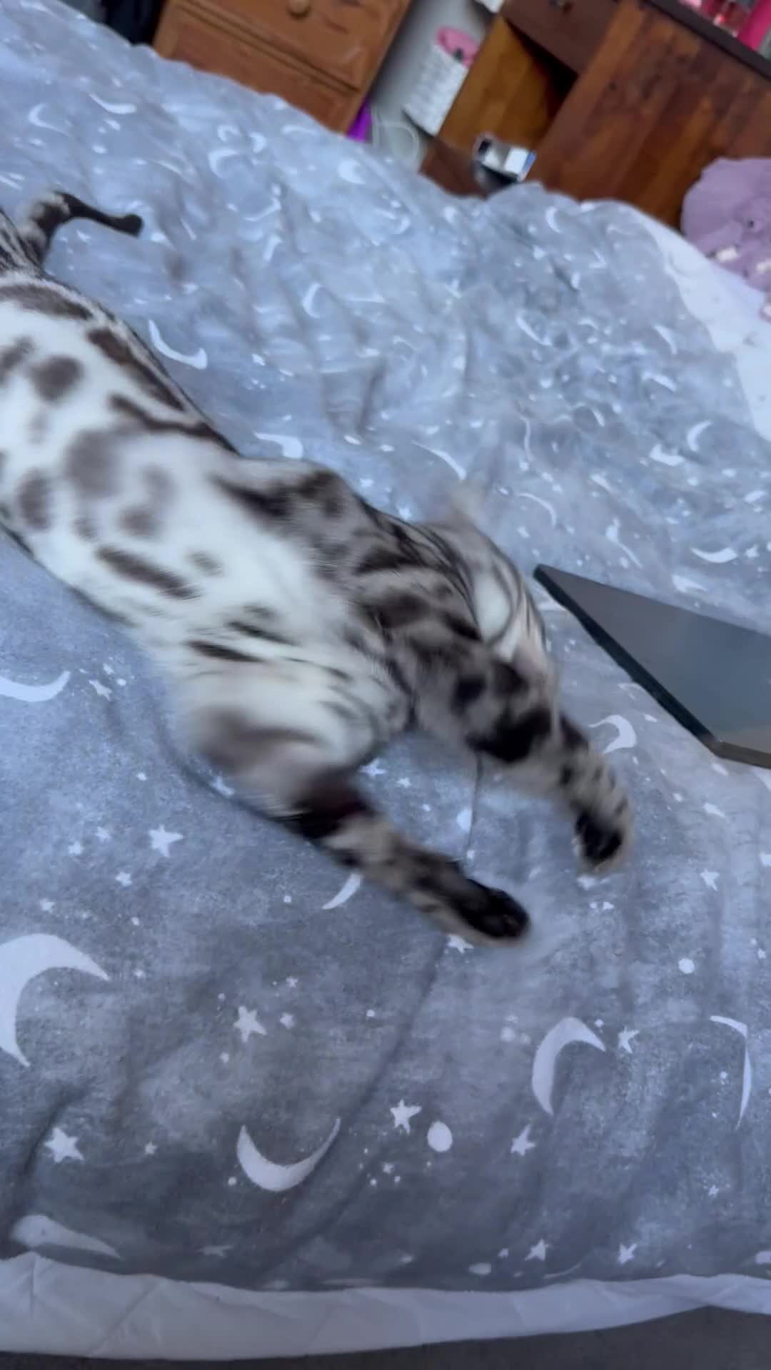 Bengal cats for sale: Silver rosetted Bengal🐆❤️ - Video 3