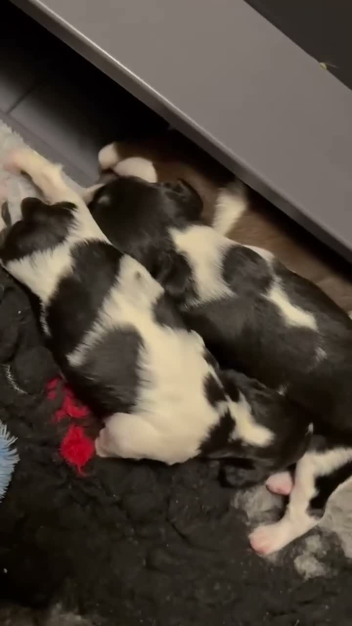 English Springer Spaniel dogs for sale: KC Registered Litter-Fully Health Tested Parents   - Video 2
