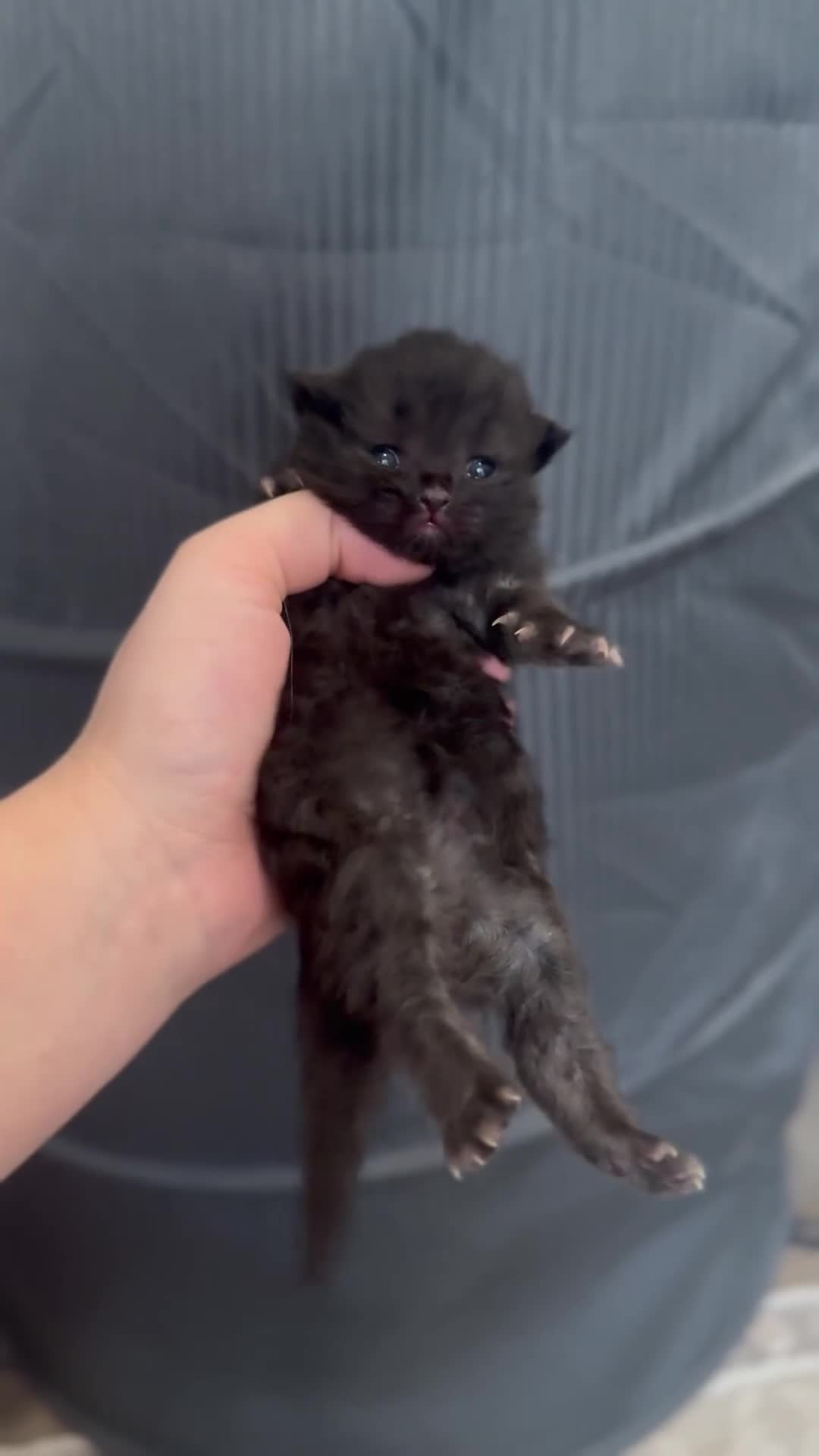 Persian cats for sale: Pure persian kittens - Video 2