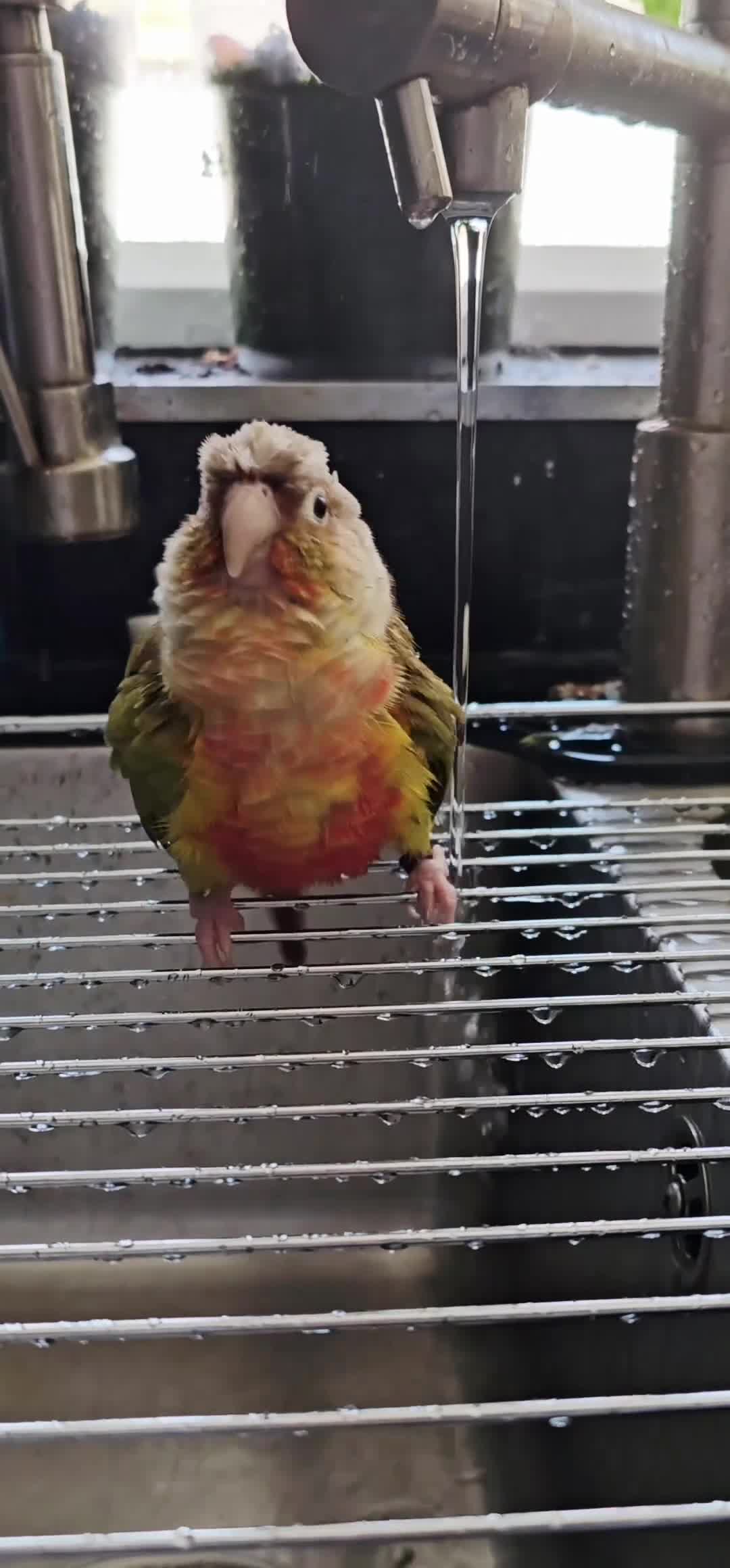 Conures birds for sale: Male Pineapple Conure Small/medium Parrot in Ilfracombe - Video 1
