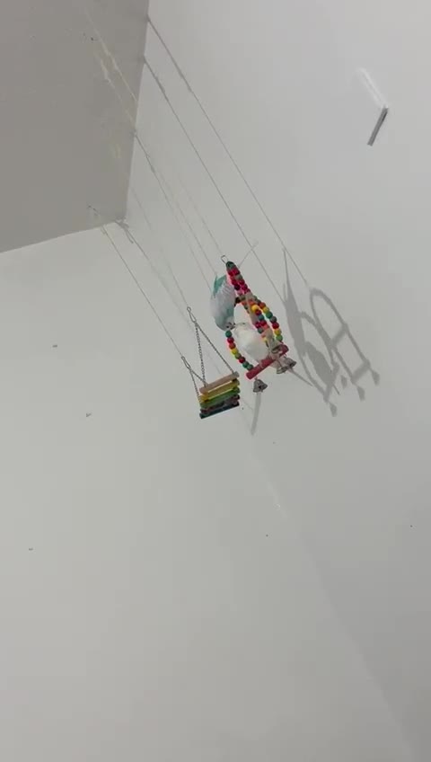 Parakeets birds for sale: Australian parakeets in London - Video 2