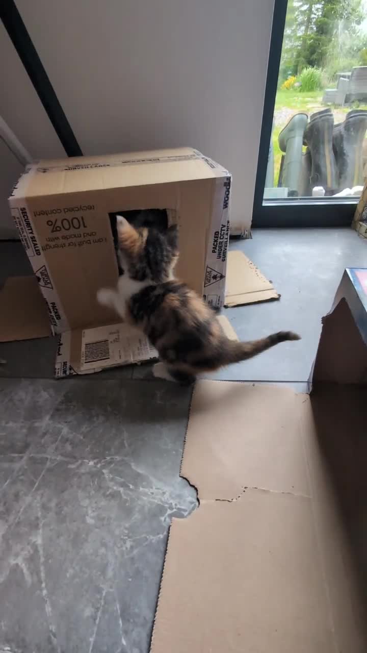 Maine Coon cats for sale: 😽 Cuddly Maine coon kittens 😽 in Preston - Video 2
