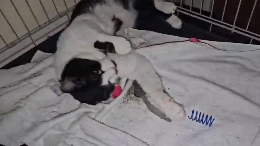 Domestic Shorthair cats for adoption: Young adult rescue male cat needs indoor home in Hook - Video 1