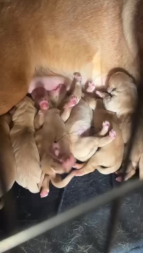 Labrador Retriever dogs for sale: Male Red fox labrador - Video 1