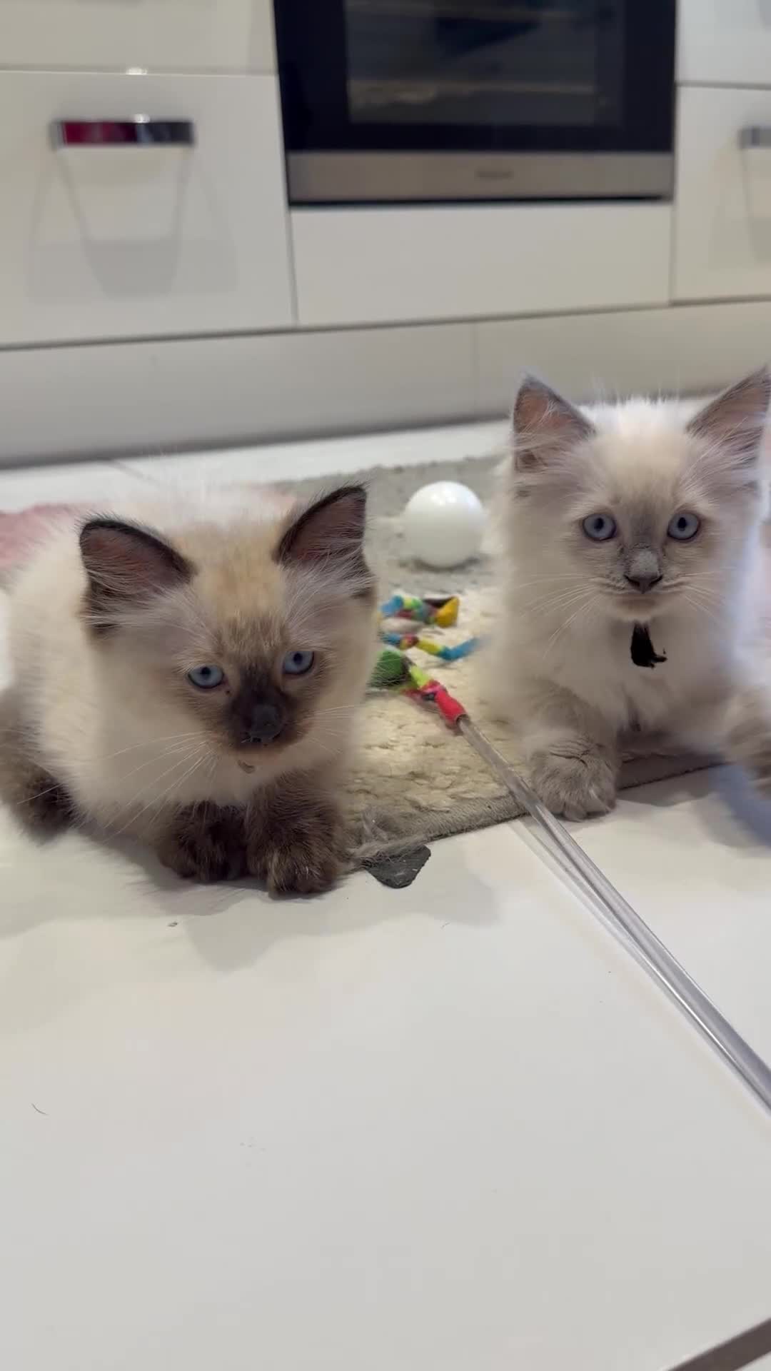Ragdoll cats for sale:  Last one looking forever home, ready to go now  - Video 3