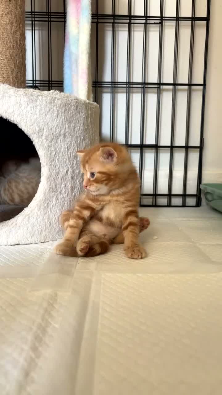 Mixed Breed cats for sale: Three ginger kittens🧡 - Video 5