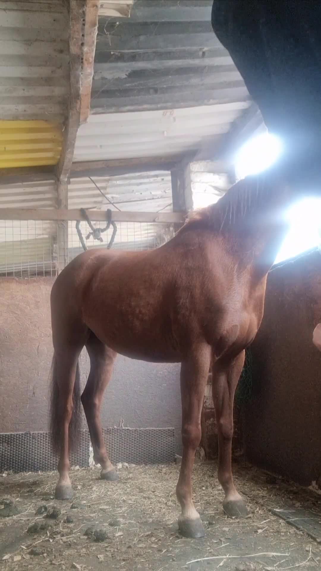 Riding pony horses for sale: Stunning show pony  - Video 2