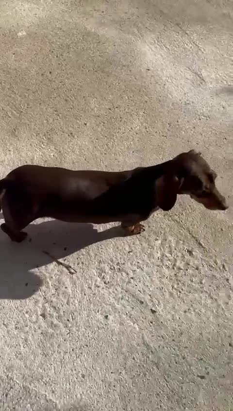 Miniature Dachshund dogs for sale:  Miniature Dachshund – Chocolate & Tan Re-homeing  - Video 1