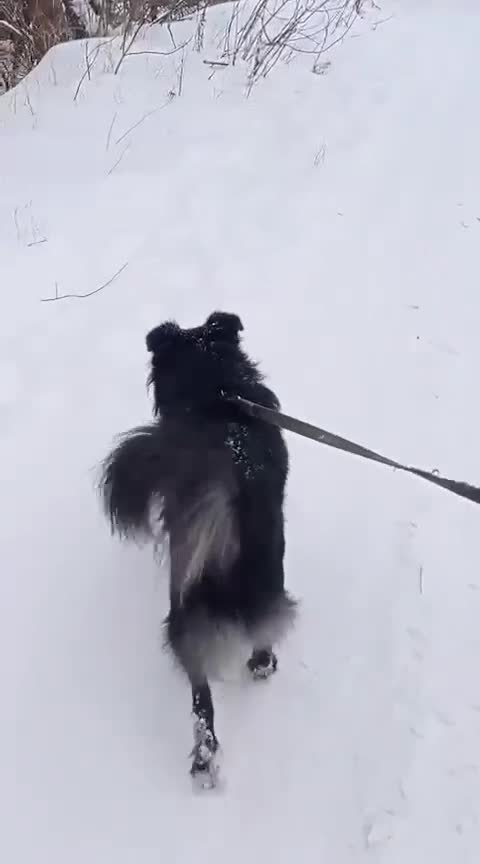 Border Collie dogs for adoption: 🐾 TED – Male Border Collie - Video 1