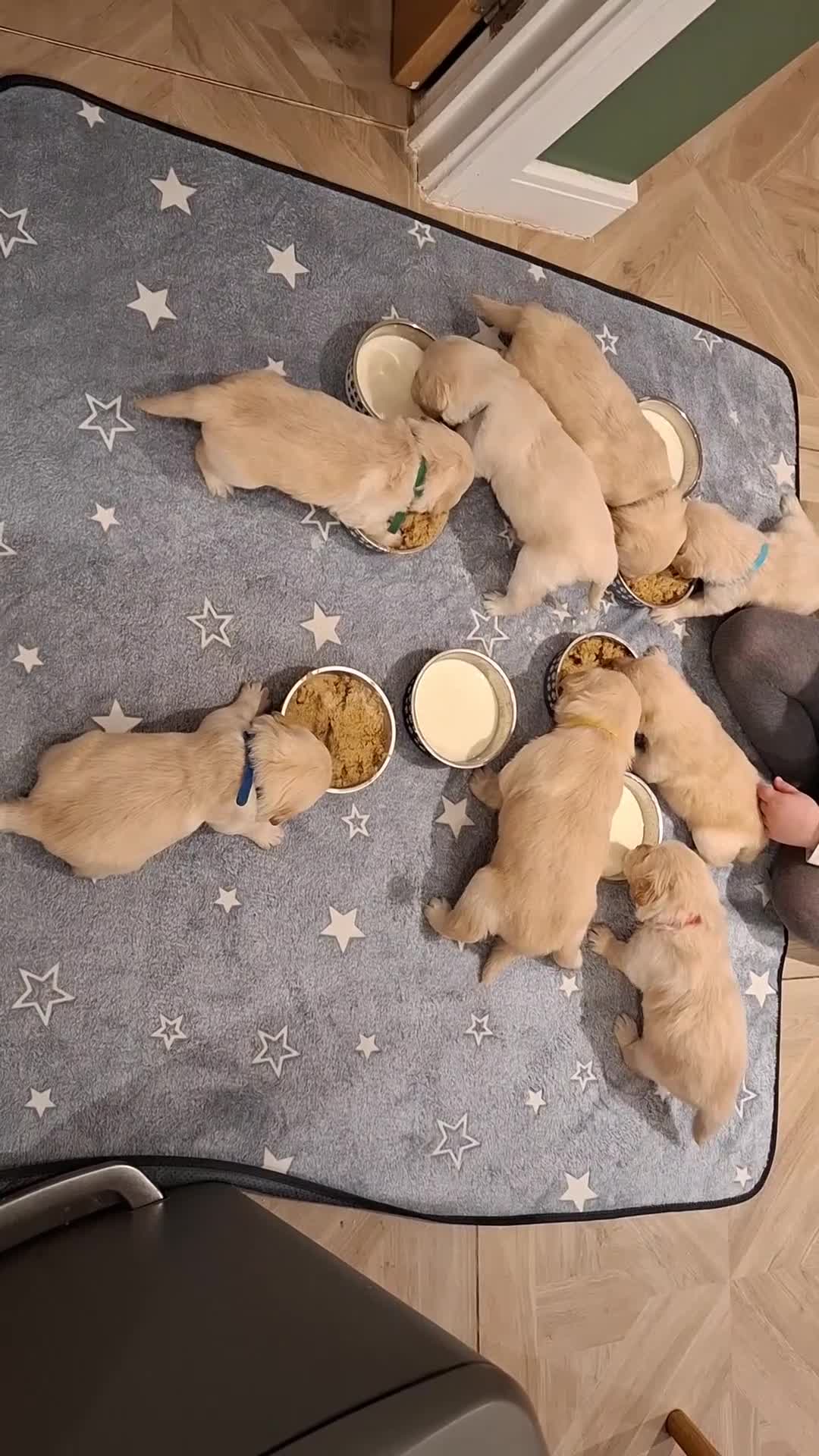 Golden Retriever dogs for sale: KC reg golden retriever puppies - Video 5