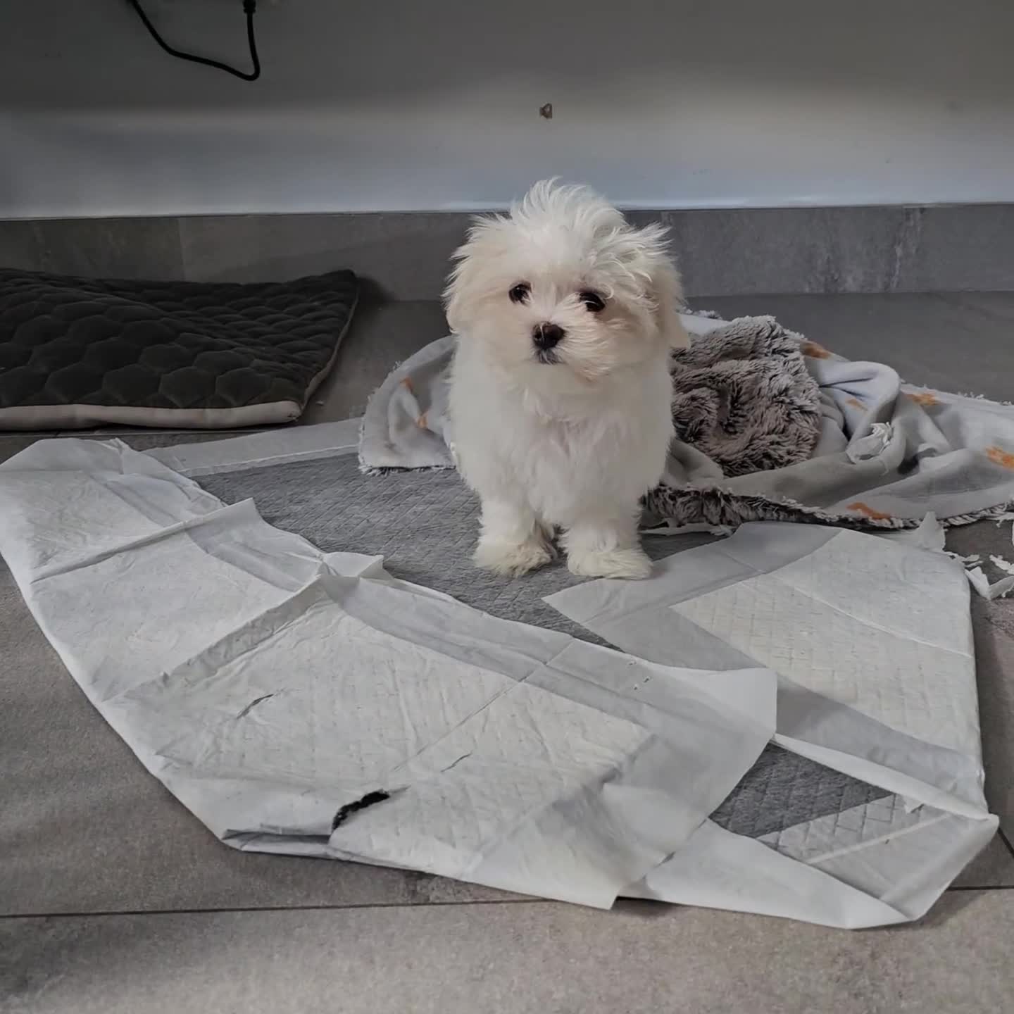 Maltese dogs for sale: Maltese puppies  - Video 1