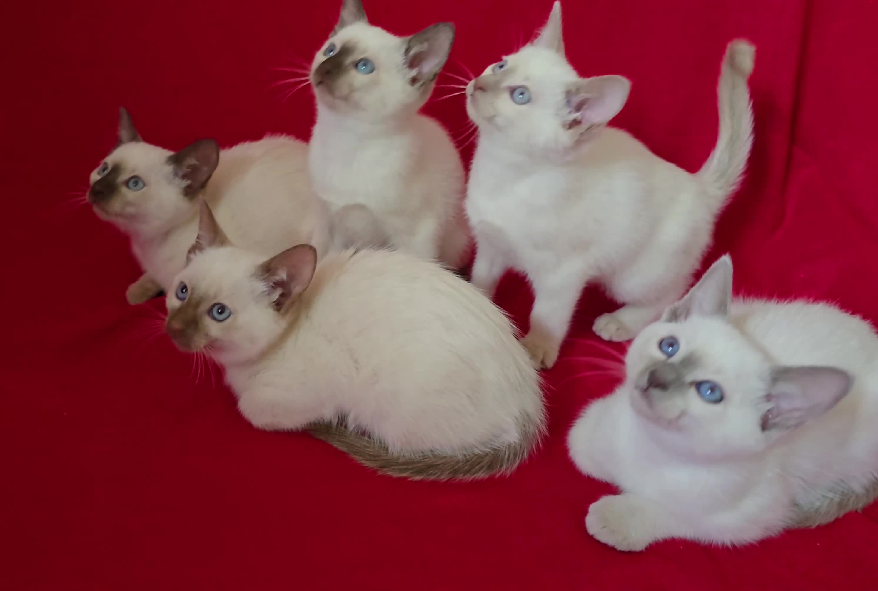 Siamese cats for sale: Beautiful Traditional Siamese Kittens  - Video 1