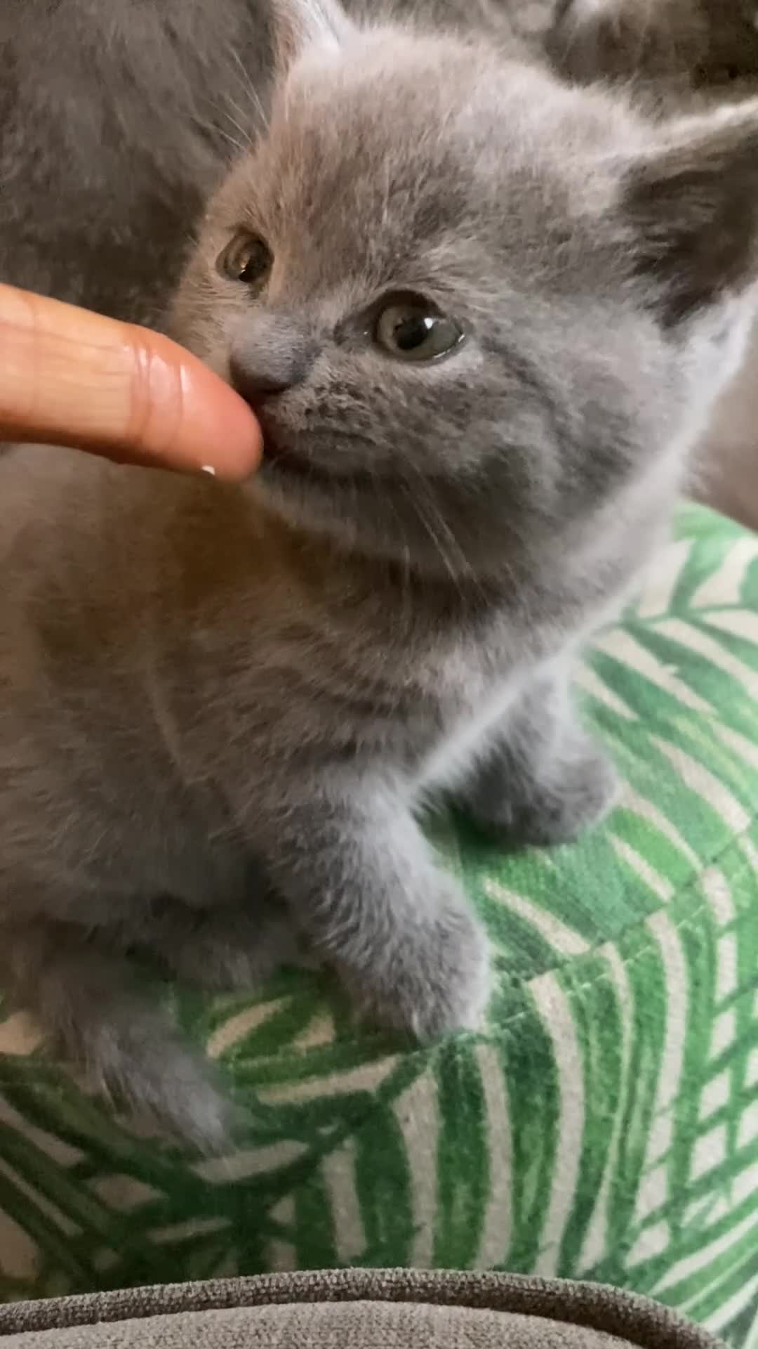 British Shorthair cats for sale: BSH kitten ready to leave 28th June  - Video 2
