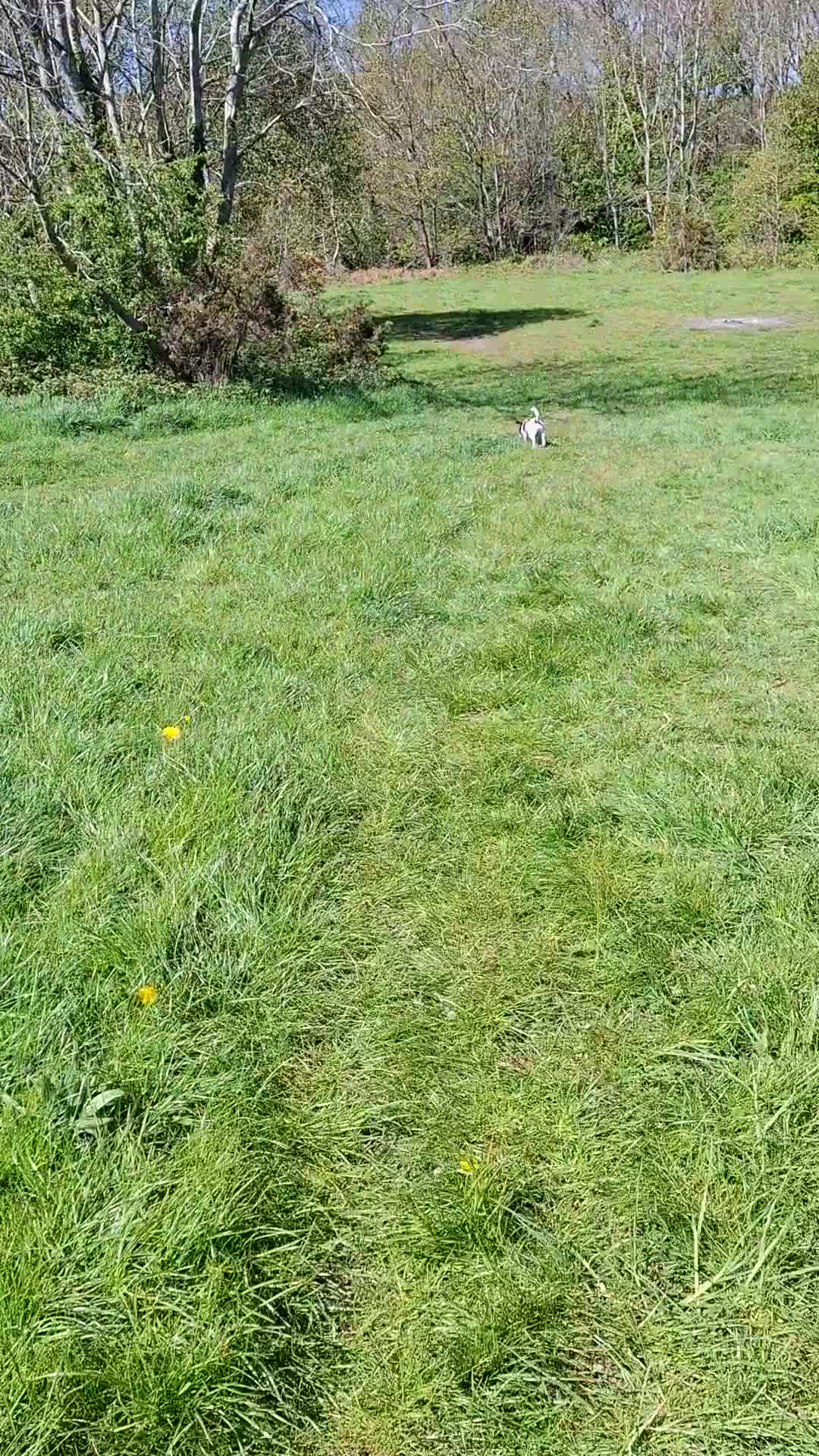 Jack Russell dogs for sale: Jack russell male 14 months old - Video 2