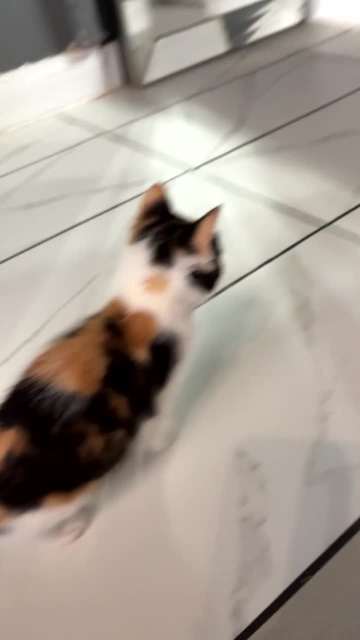 Mixed Breed cats for sale: 3 Beautiful Kittens Looking for Loving Homes  - Video 4