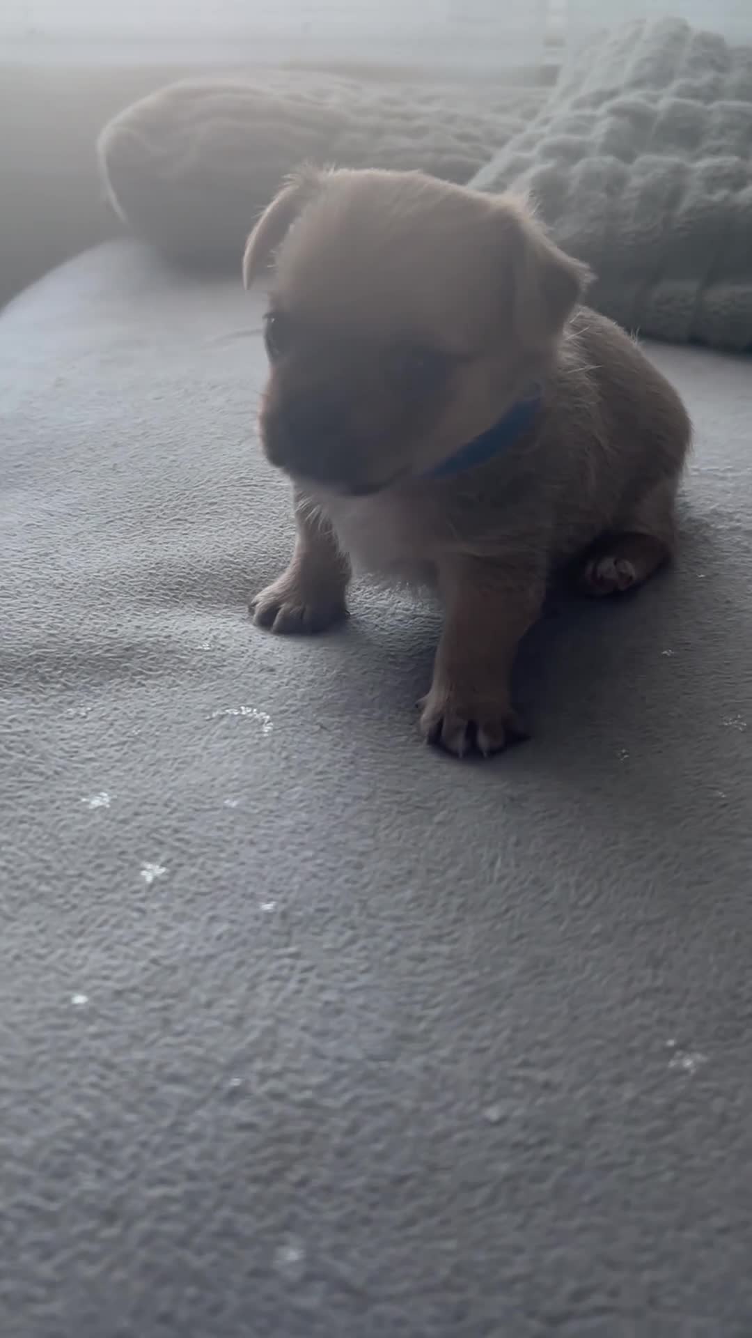 Jug dogs for sale: Jugs puppies  in Hereford - Video 2