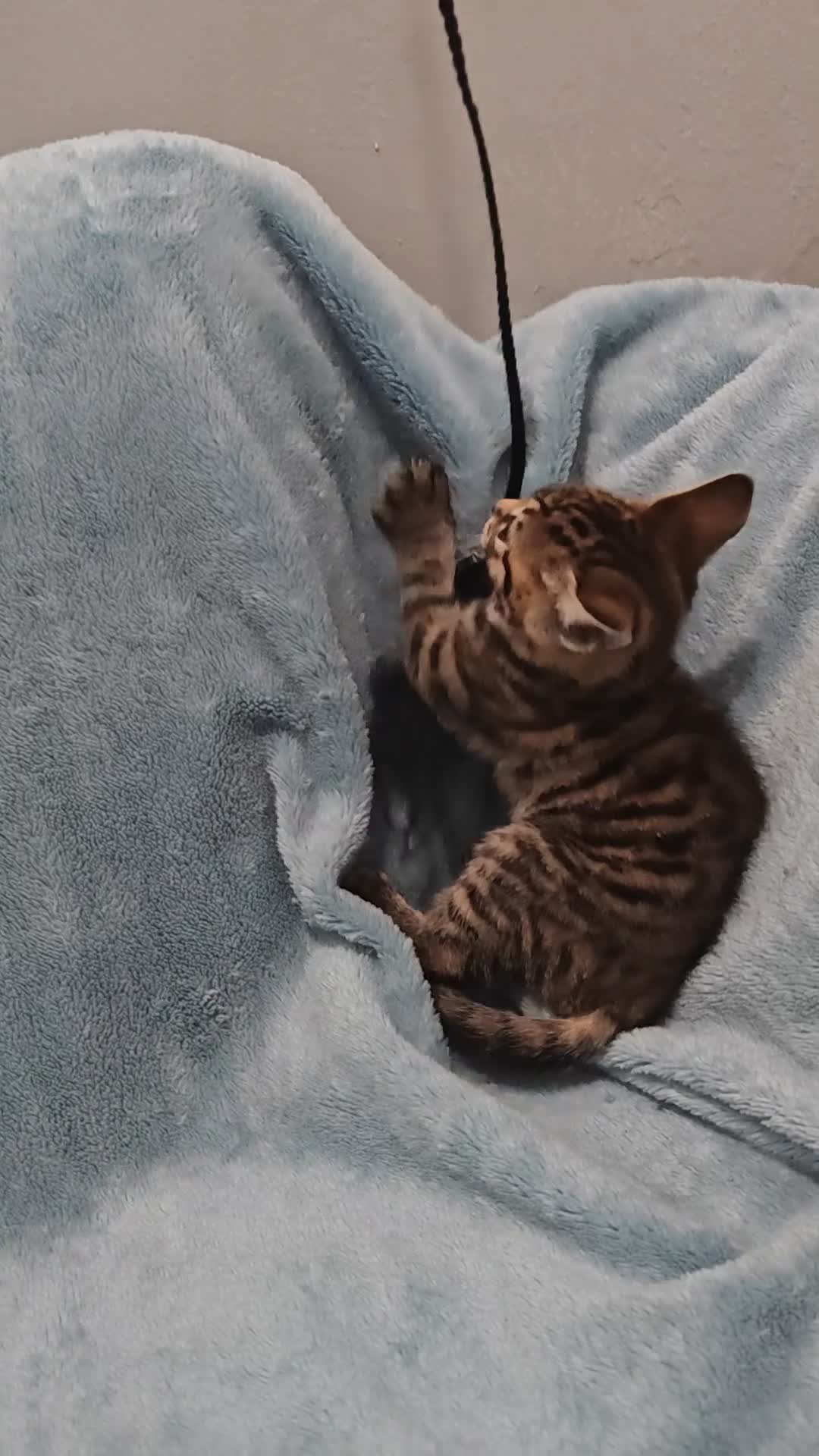 Mixed Breed cats for sale: Beautiful kittens VIDEOS - Video 5