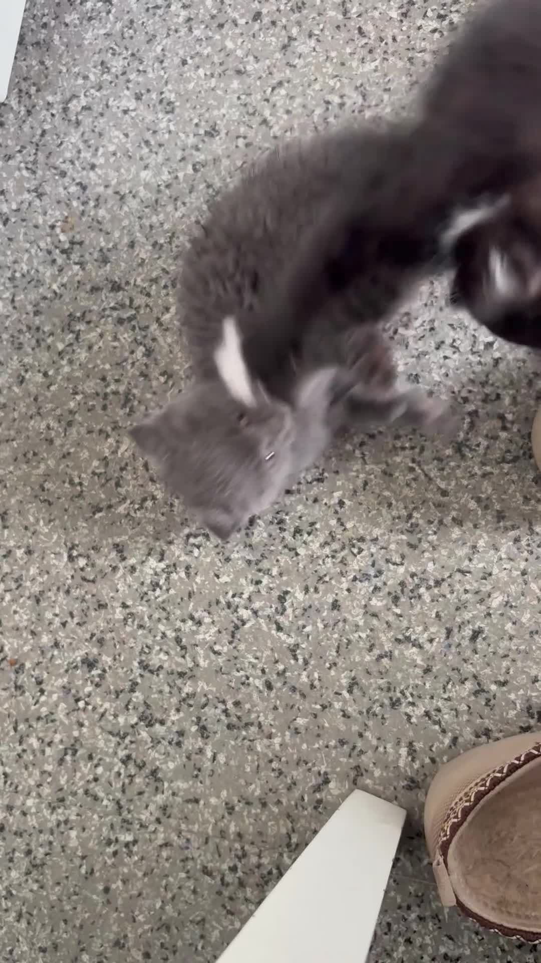 Mixed Breed cats for sale: Kittens for sale ready to go - Video 1
